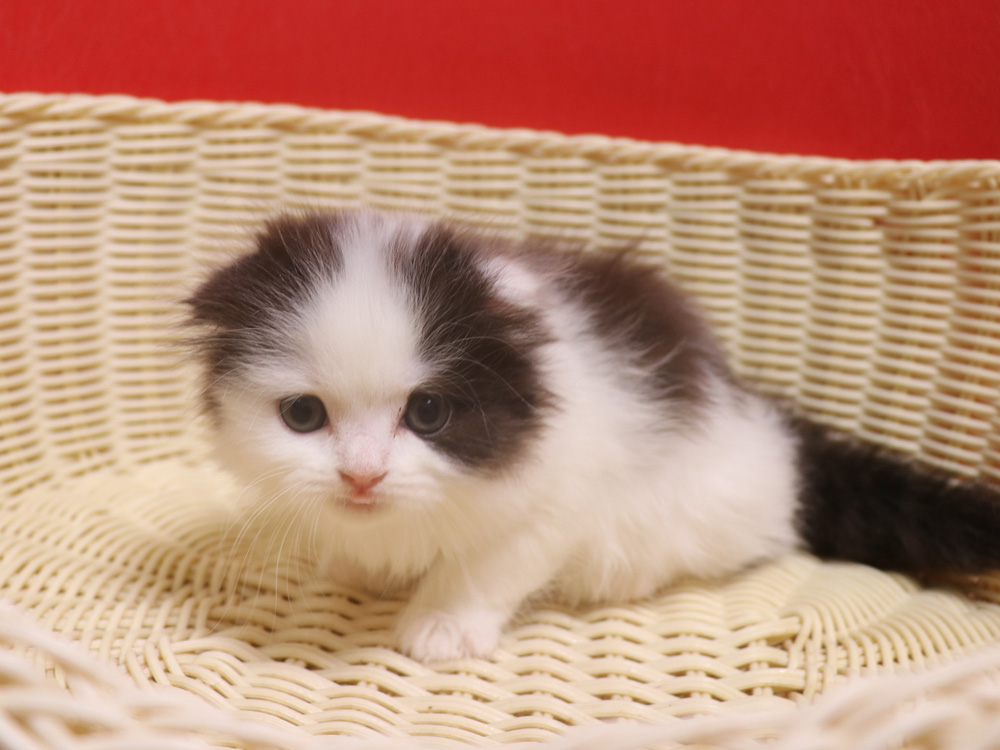 スコティッシュフォールドの子猫画像