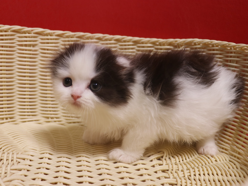スコティッシュフォールドの子猫画像