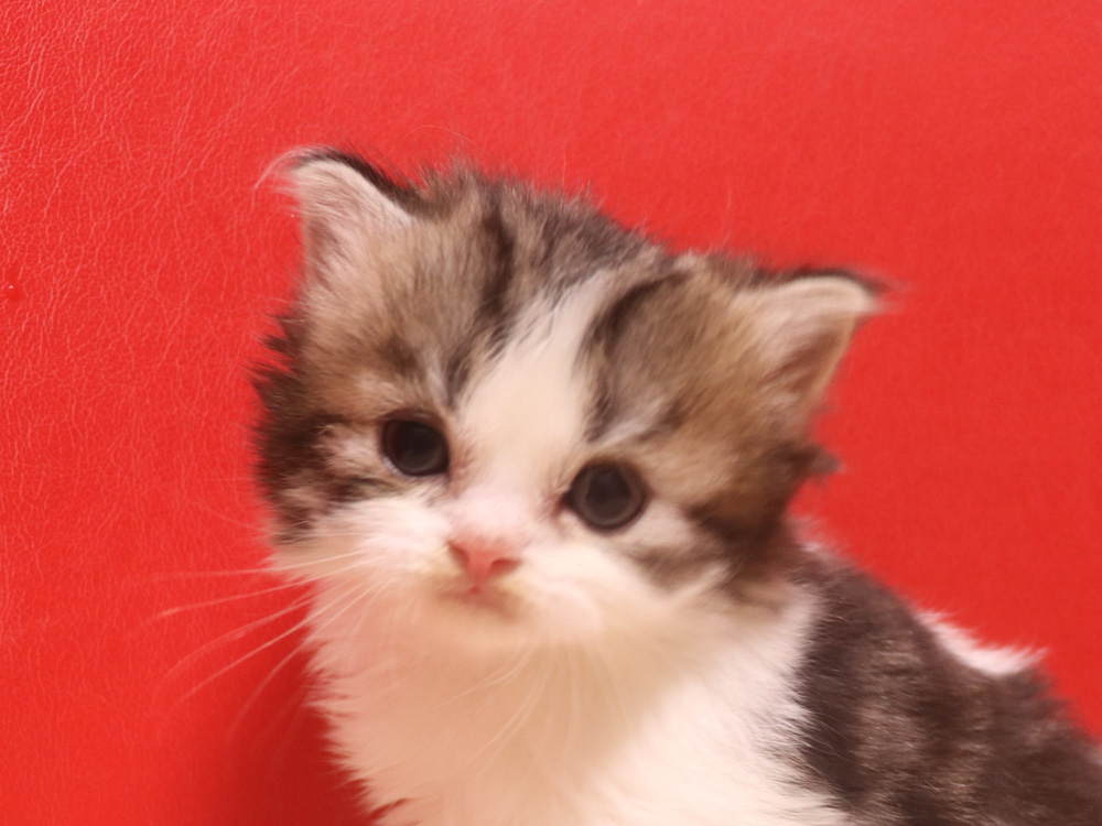 スコティッシュフォールドの子猫画像