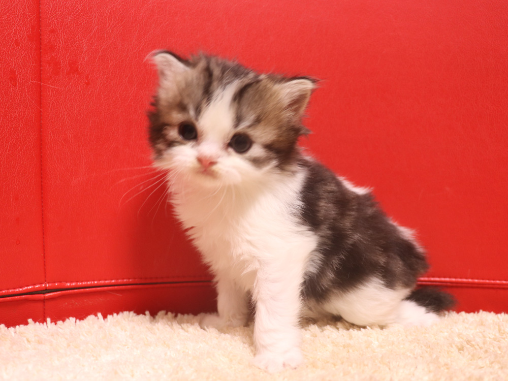 スコティッシュフォールドの子猫画像