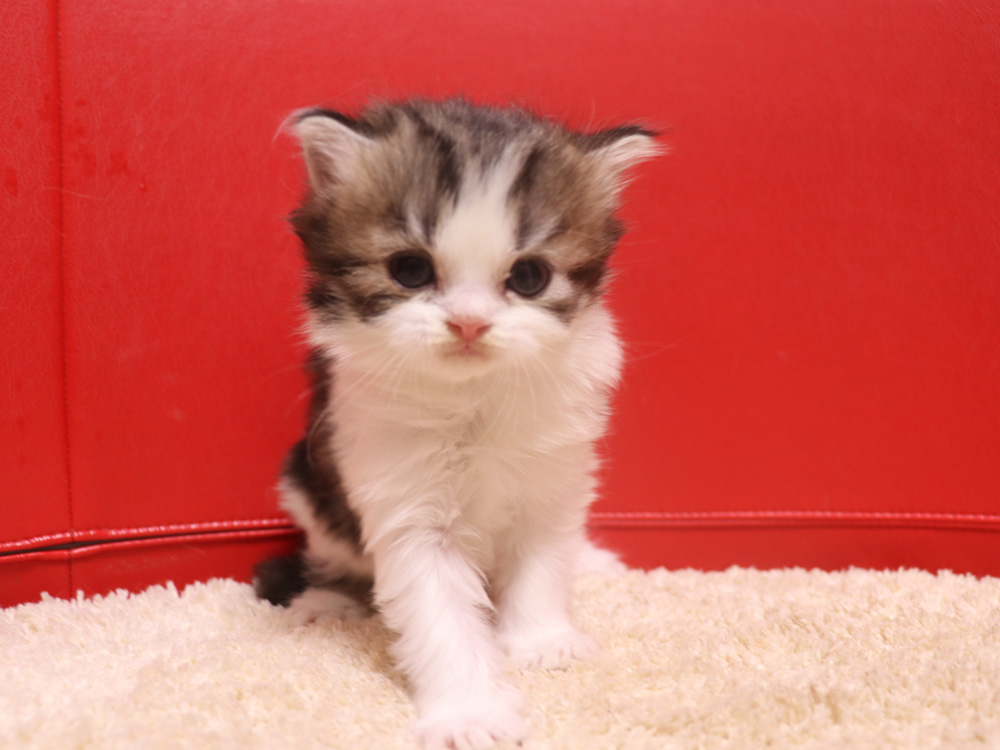 スコティッシュフォールドの子猫画像