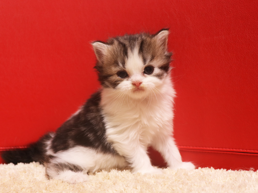 スコティッシュフォールドの子猫画像