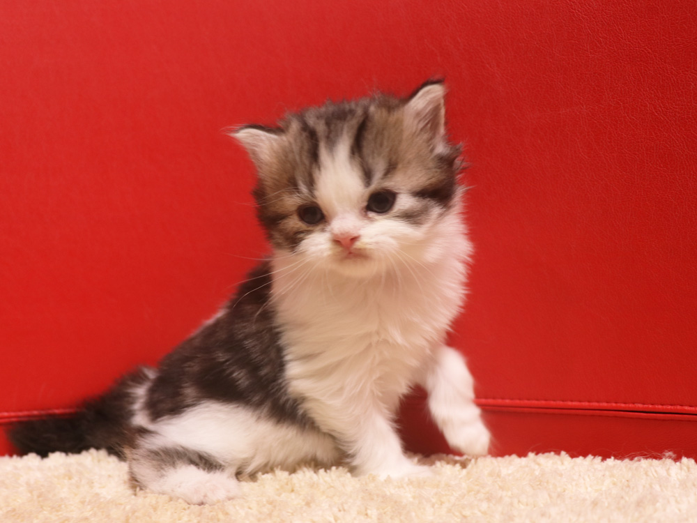 スコティッシュフォールドの子猫画像