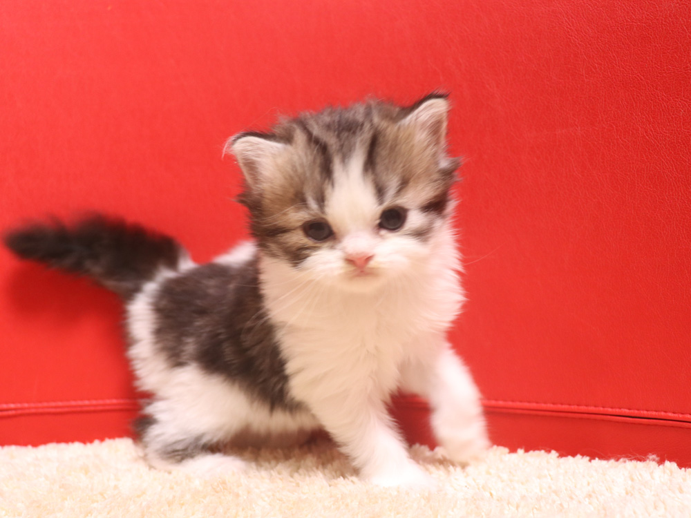 スコティッシュフォールドの子猫画像