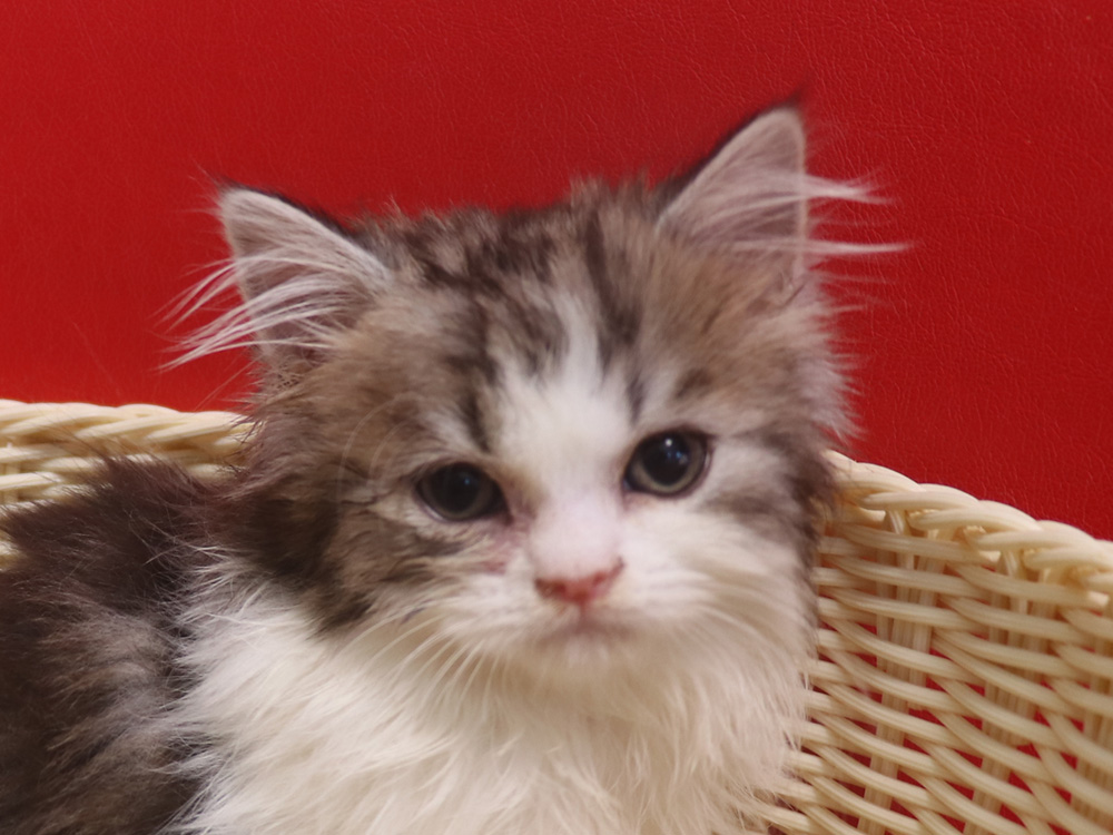 スコティッシュフォールドの子猫画像
