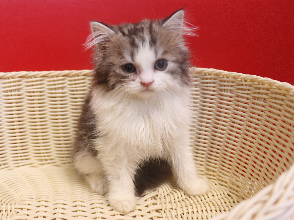 スコティッシュフォールドの子猫画像
