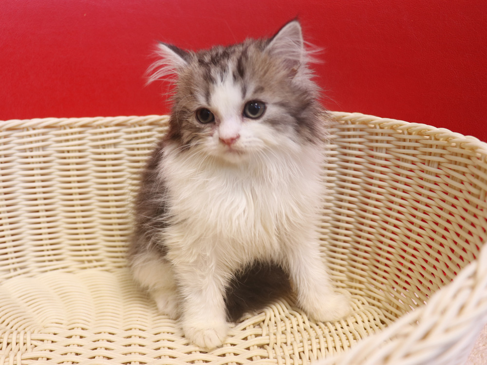 スコティッシュフォールドの子猫画像