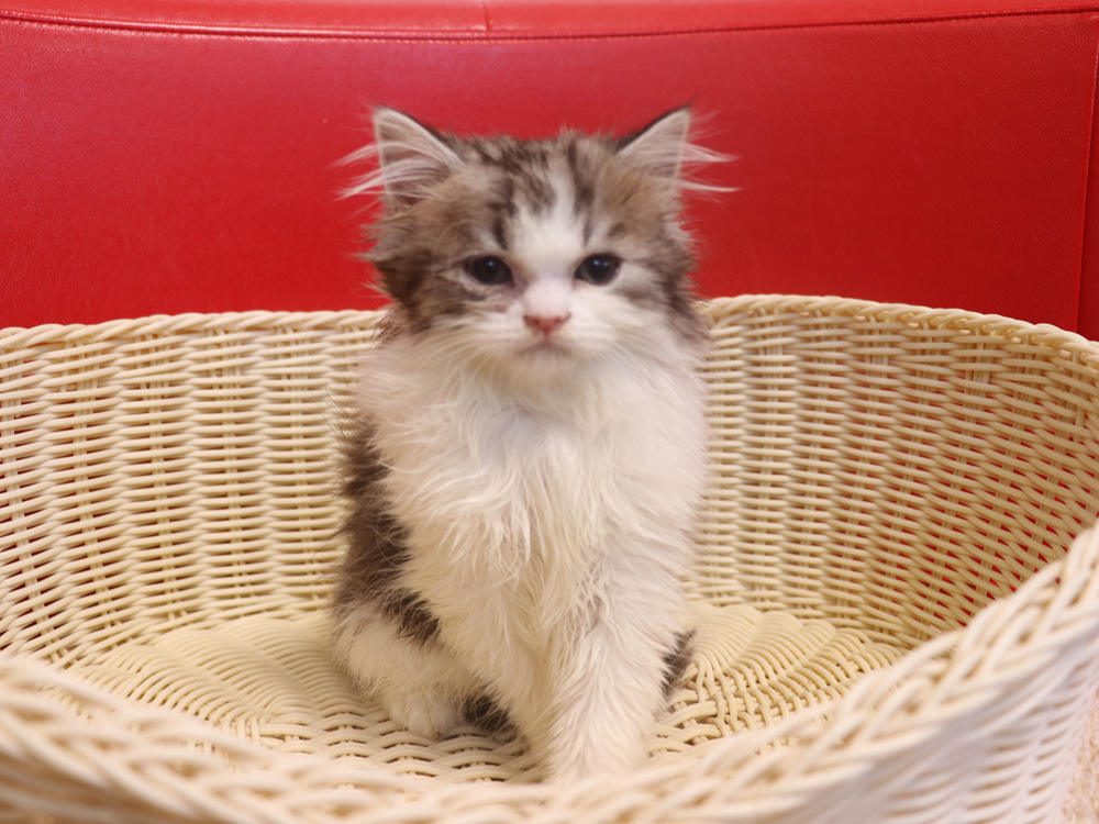 スコティッシュフォールドの子猫画像