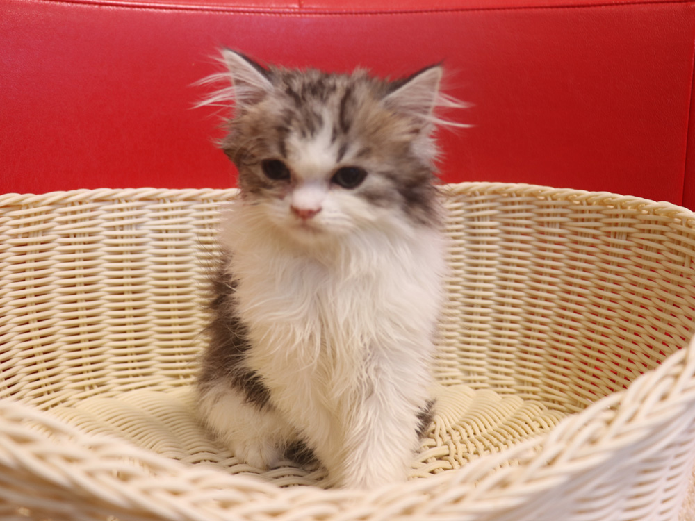 スコティッシュフォールドの子猫画像