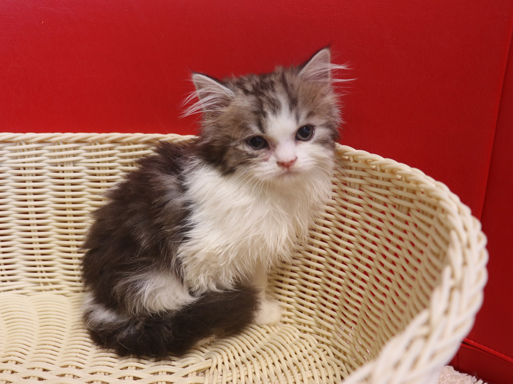 スコティッシュフォールドの子猫画像