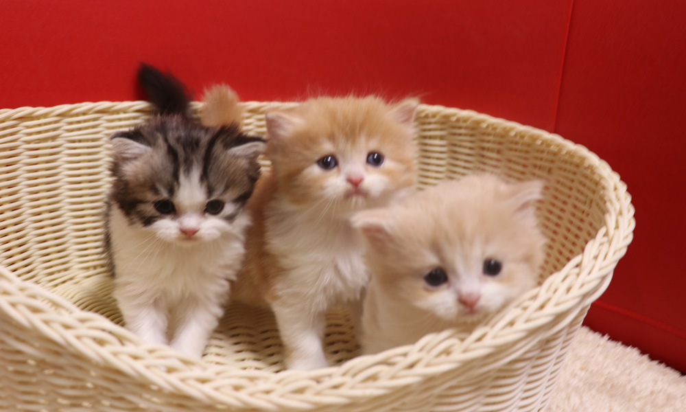 スコティッシュフォールドの子猫画像