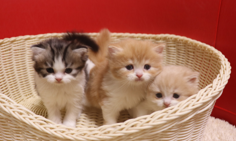 スコティッシュフォールドの子猫画像