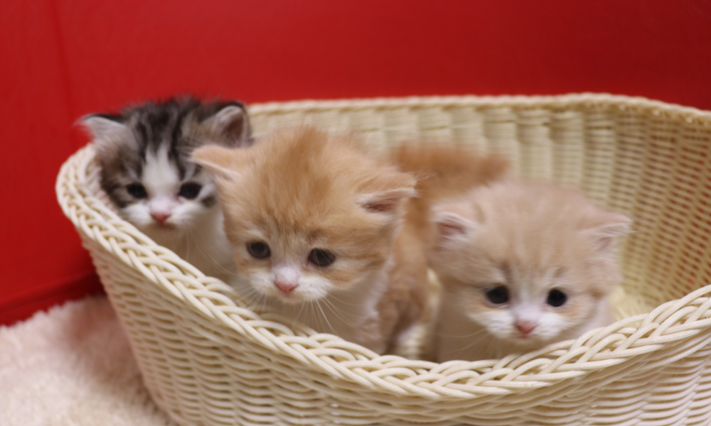 スコティッシュフォールドの子猫画像