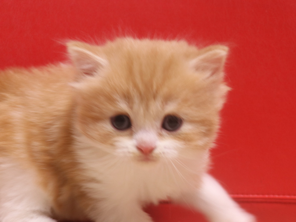 スコティッシュフォールドの子猫画像