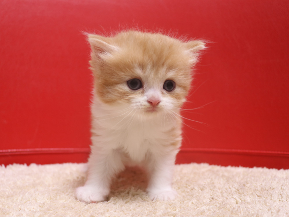 スコティッシュフォールドの子猫画像