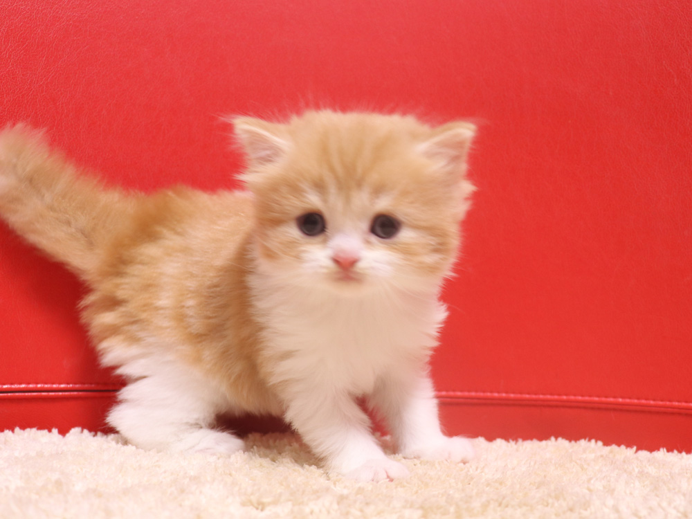 スコティッシュフォールドの子猫画像