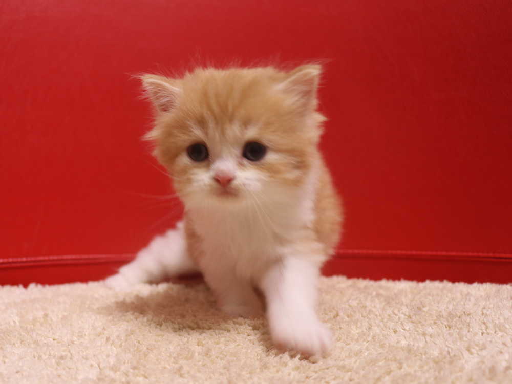 スコティッシュフォールドの子猫画像