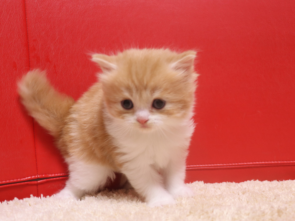 スコティッシュフォールドの子猫画像