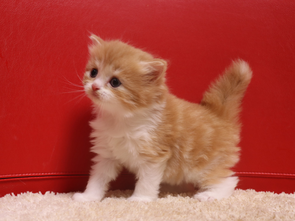 スコティッシュフォールドの子猫画像