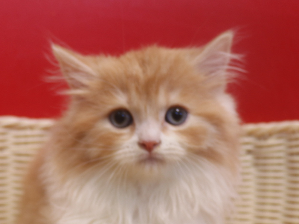スコティッシュフォールドの子猫画像