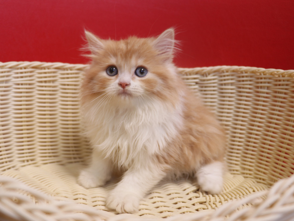 スコティッシュフォールドの子猫画像