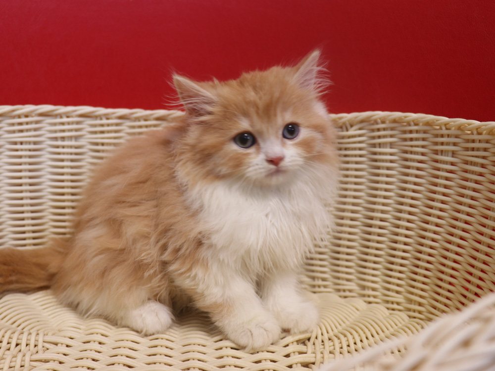 スコティッシュフォールドの子猫画像