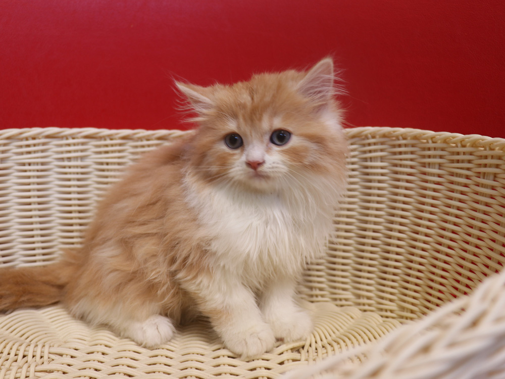 スコティッシュフォールドの子猫画像