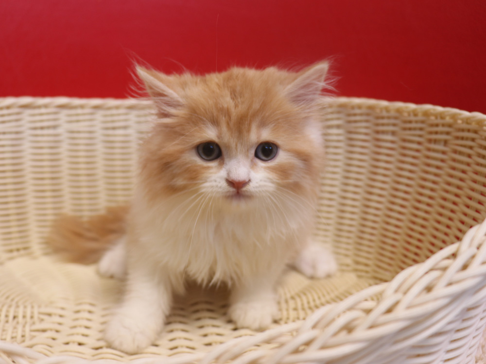 スコティッシュフォールドの子猫画像