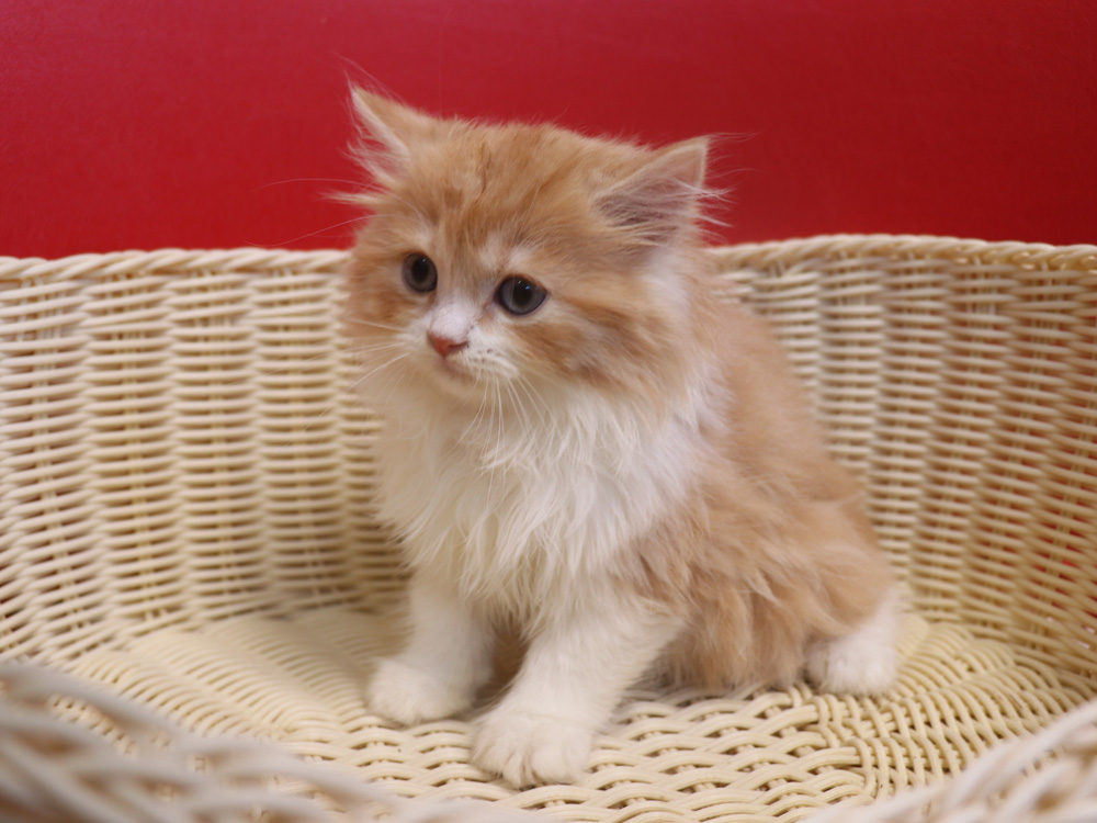 スコティッシュフォールドの子猫画像