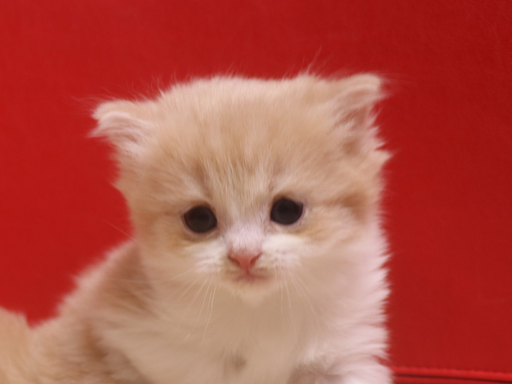 スコティッシュフォールドの子猫画像