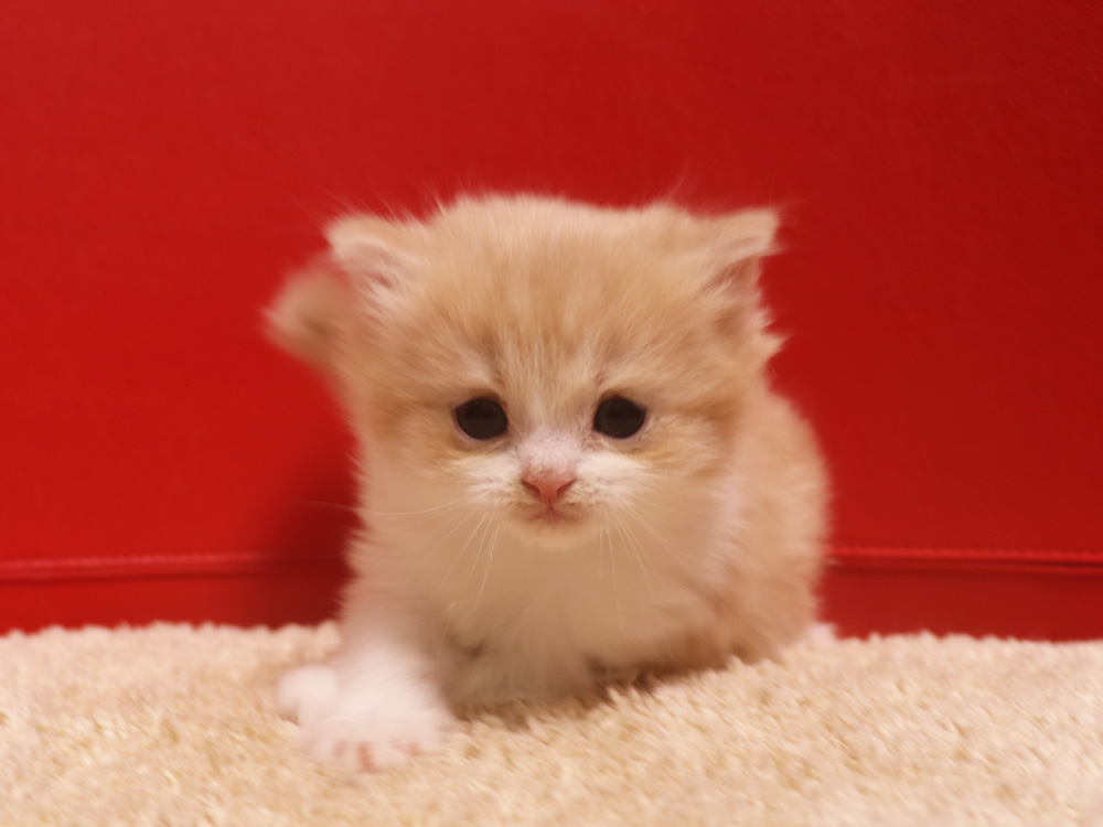 スコティッシュフォールドの子猫画像