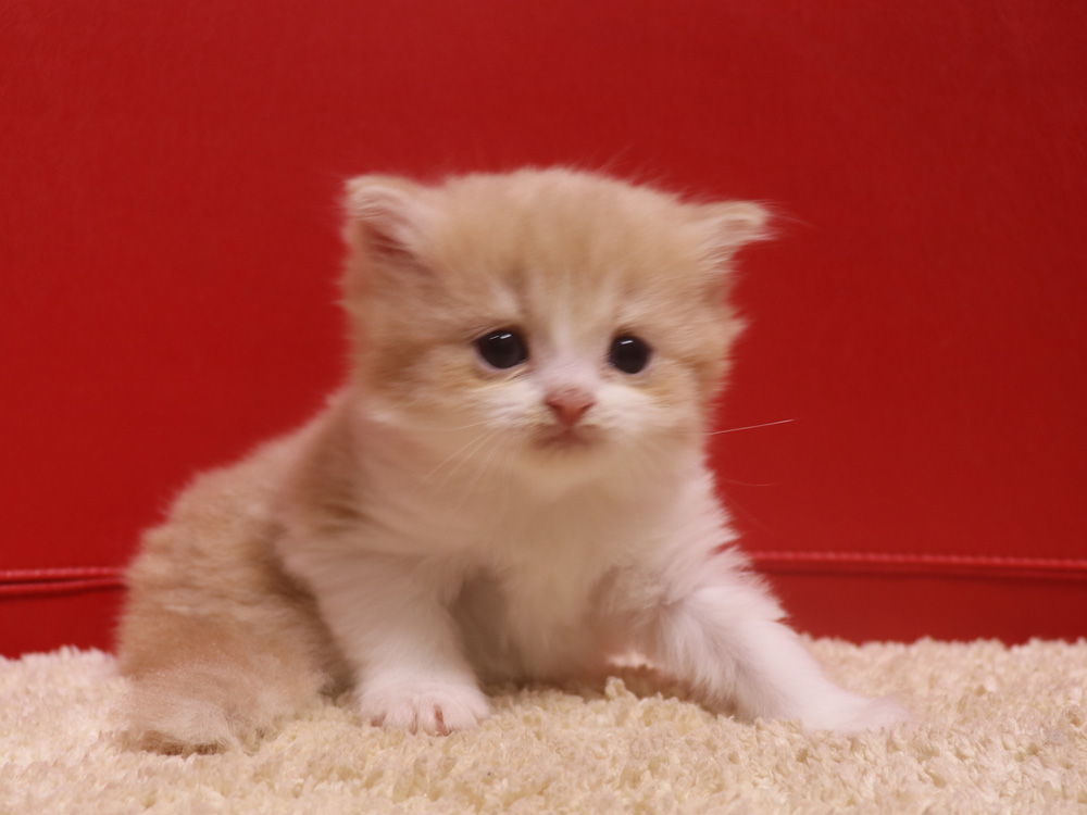 スコティッシュフォールドの子猫画像