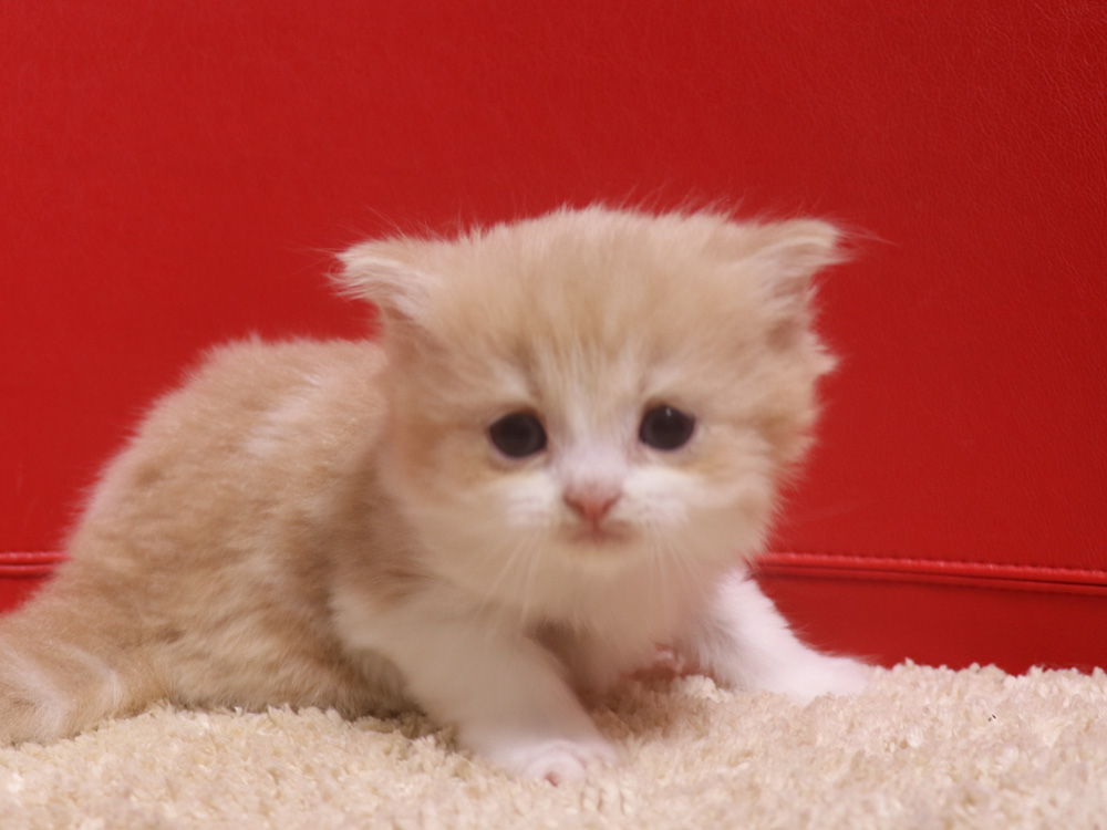 スコティッシュフォールドの子猫画像