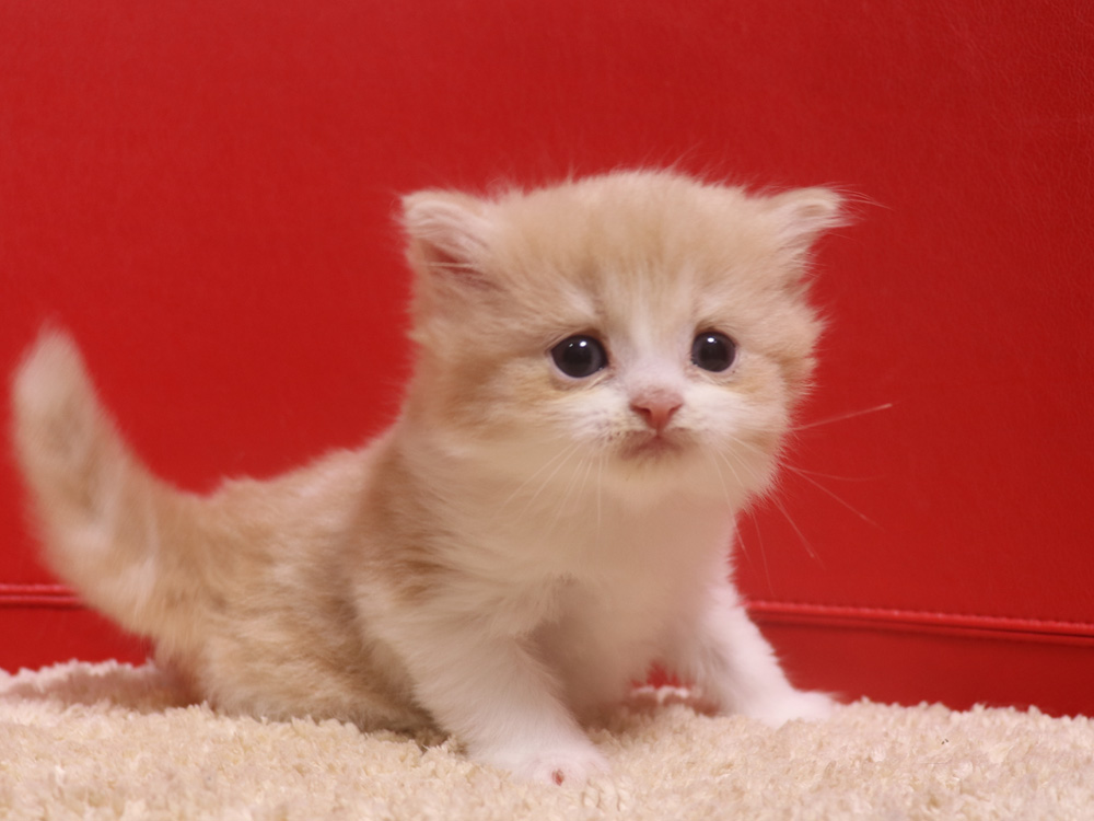 スコティッシュフォールドの子猫画像