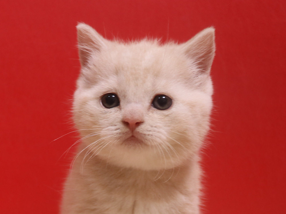 スコティッシュフォールドの子猫画像