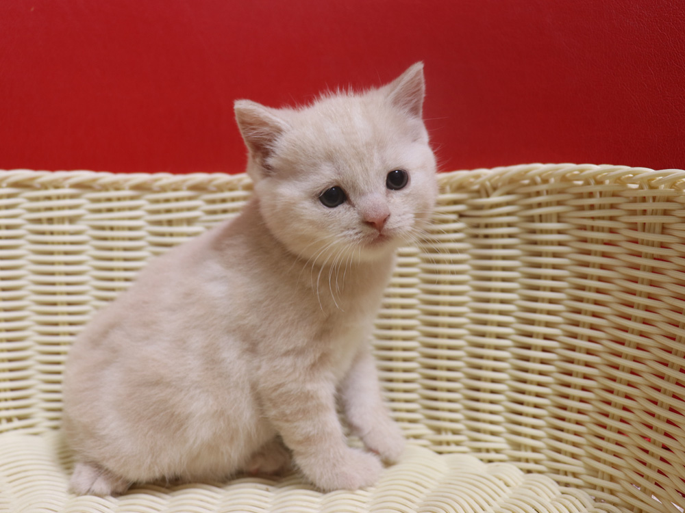 スコティッシュフォールドの子猫画像