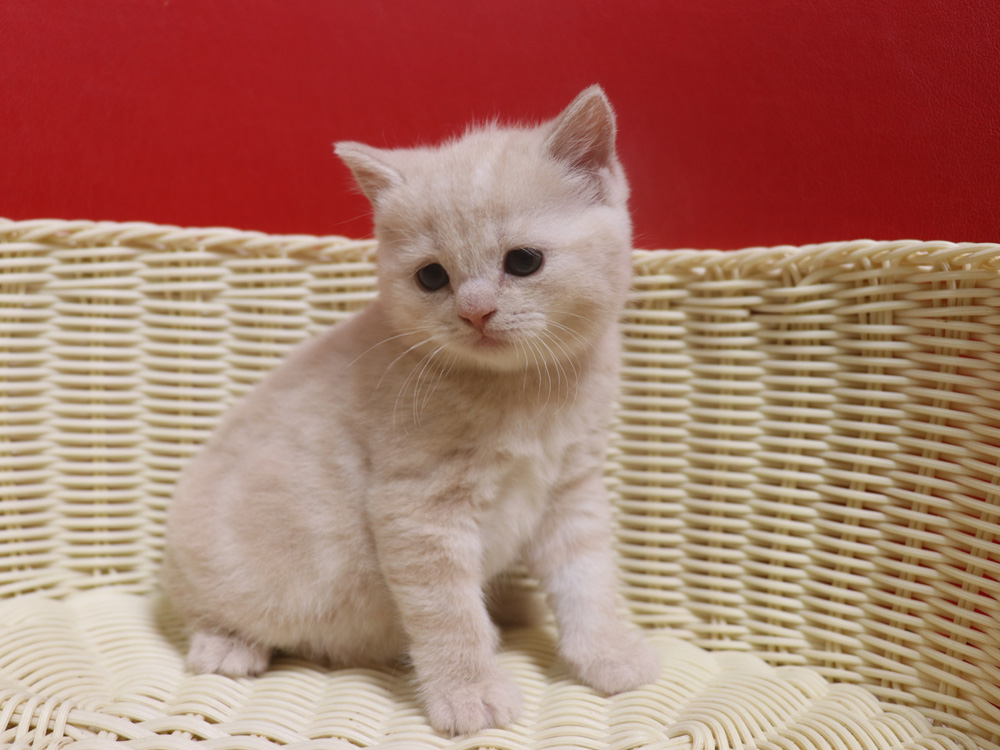スコティッシュフォールドの子猫画像