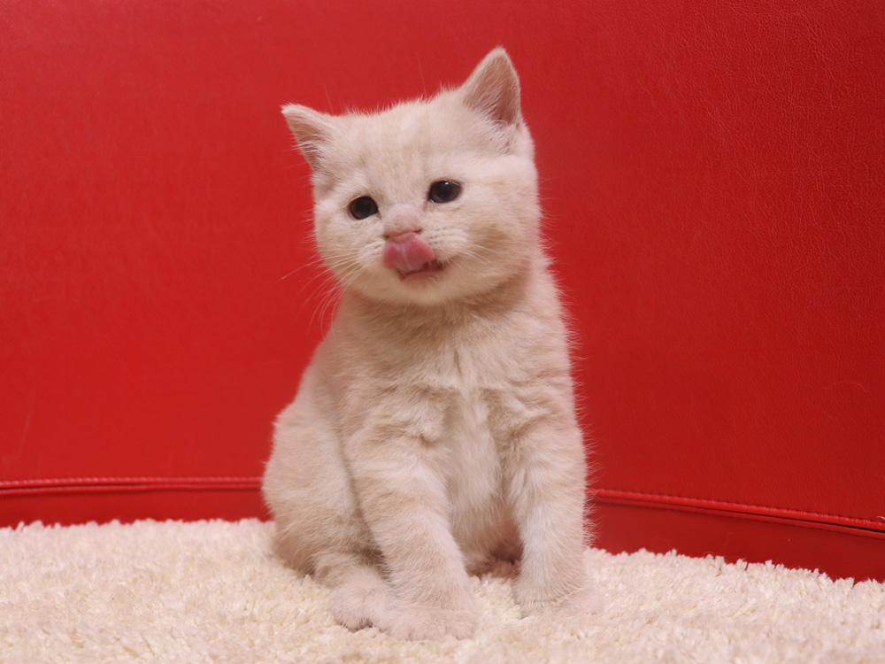 スコティッシュフォールドの子猫画像