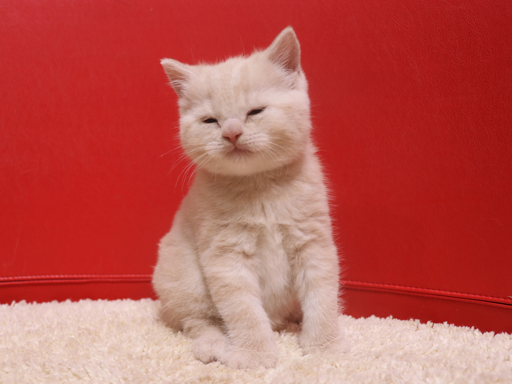 スコティッシュフォールドの子猫画像