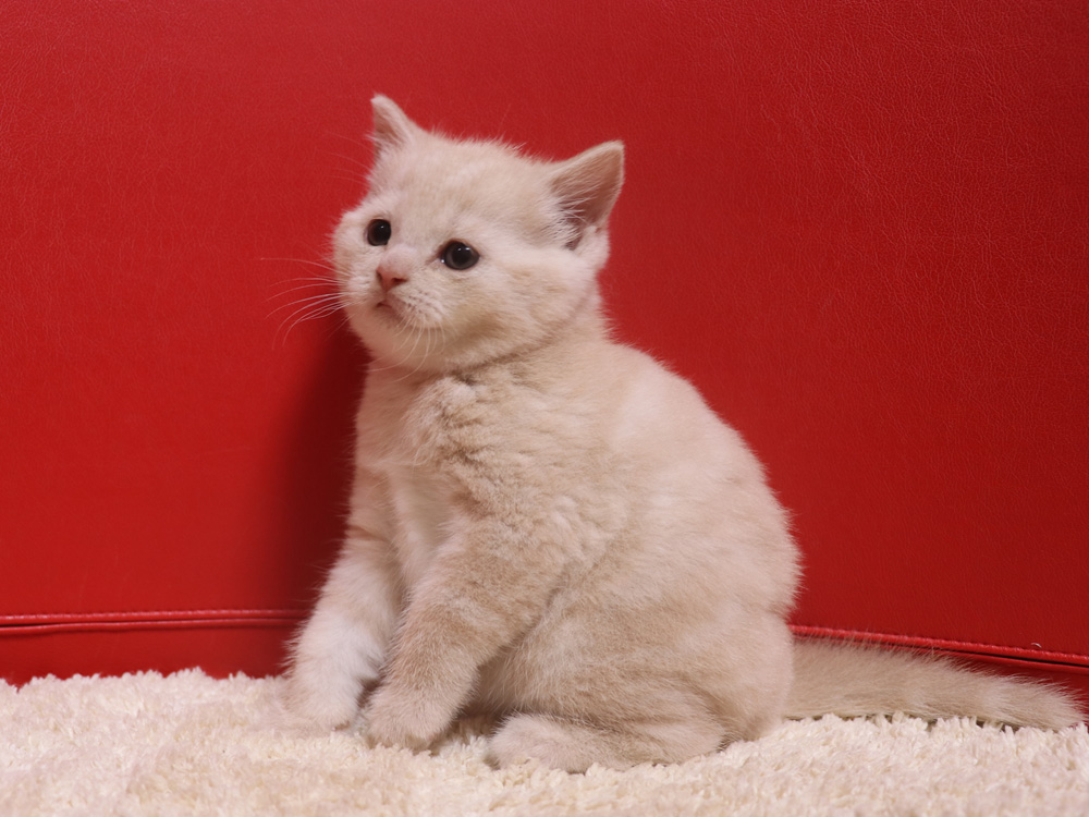 スコティッシュフォールドの子猫画像