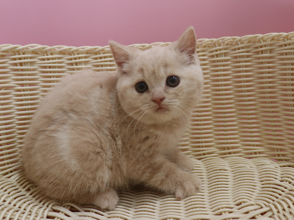 スコティッシュフォールドの子猫画像