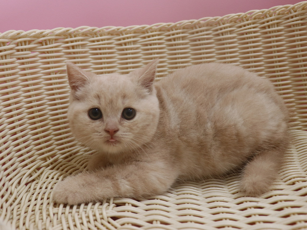 スコティッシュフォールドの子猫画像