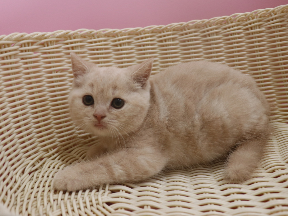 スコティッシュフォールドの子猫画像