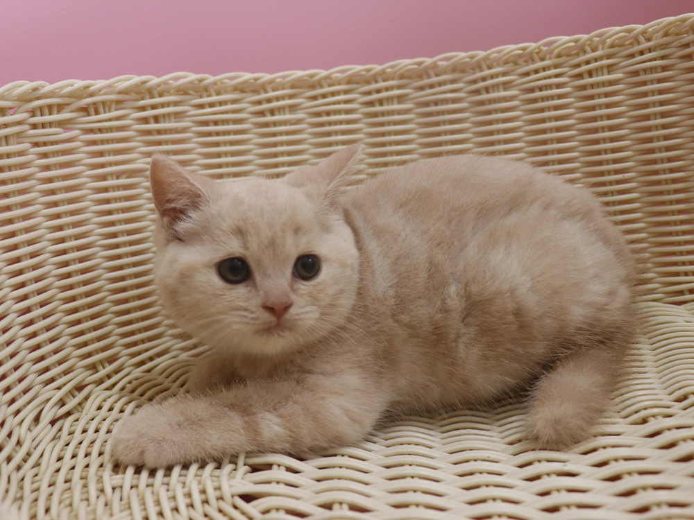 スコティッシュフォールドの子猫画像