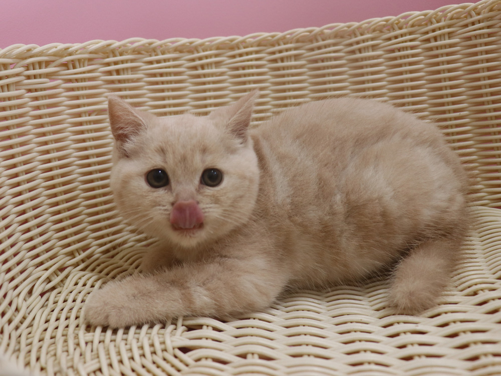 スコティッシュフォールドの子猫画像