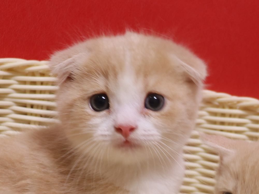 スコティッシュフォールドの子猫画像