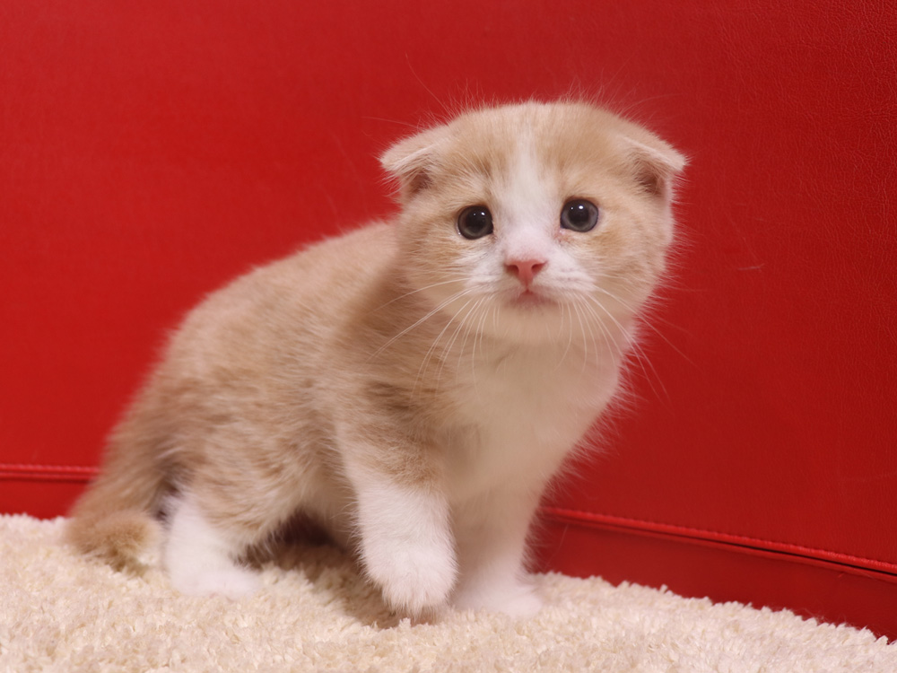 スコティッシュフォールドの子猫画像