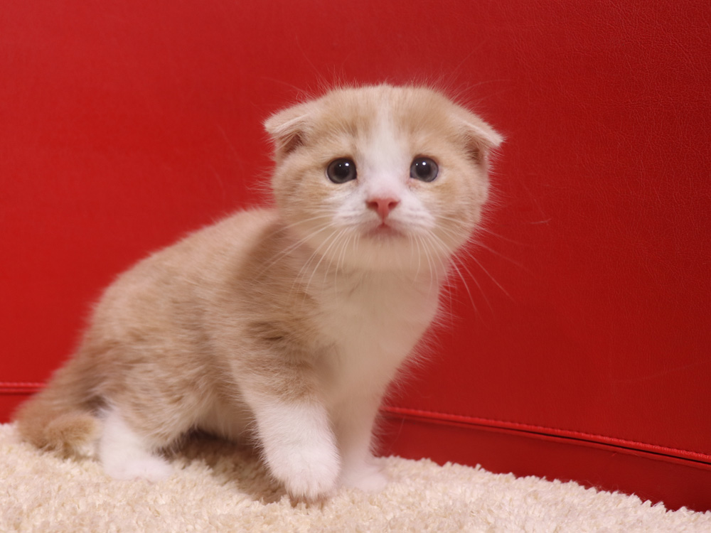 スコティッシュフォールドの子猫画像