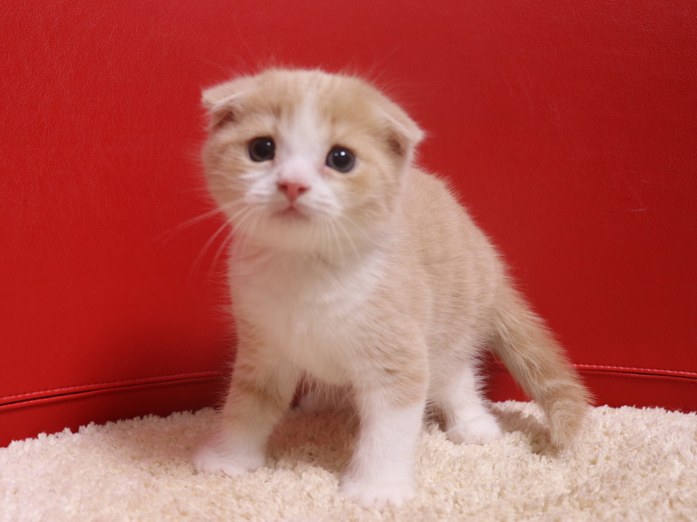 スコティッシュフォールドの子猫画像