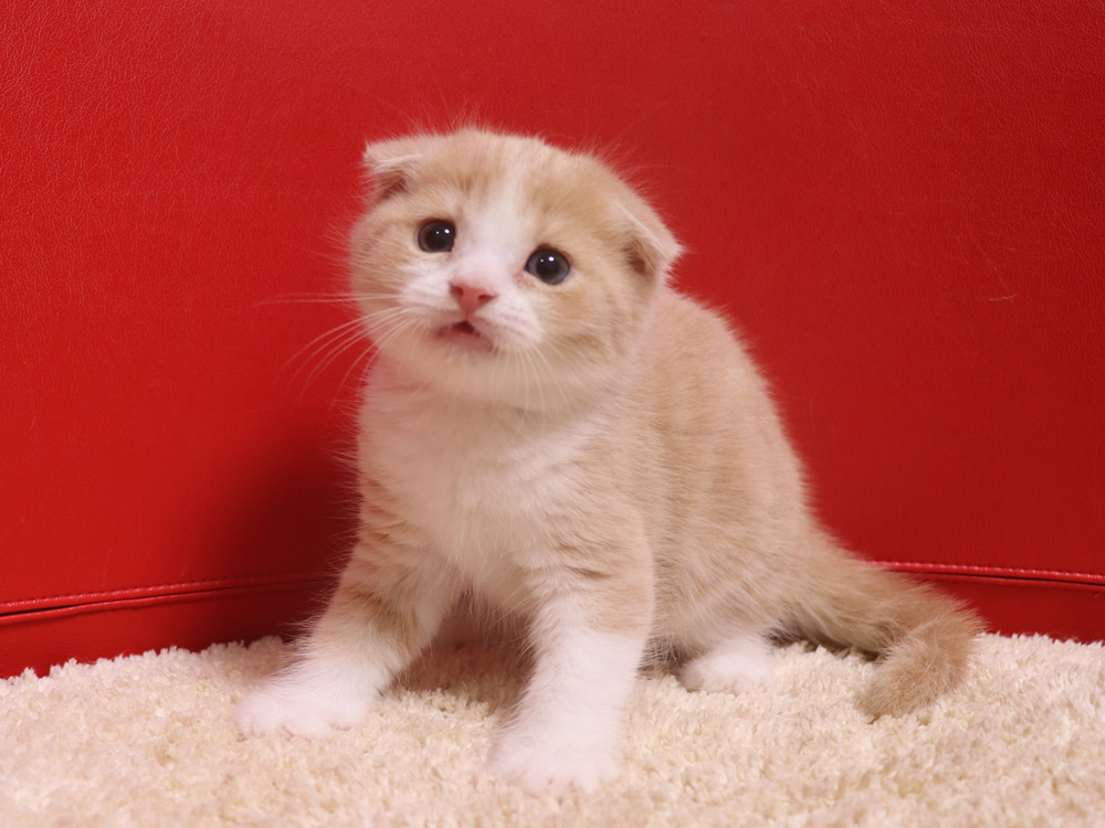 スコティッシュフォールドの子猫画像